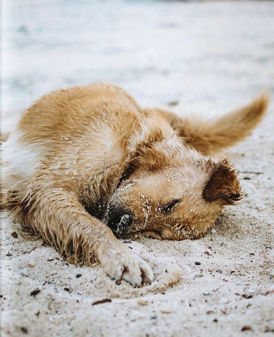 les précautions à prendre quand on emmène son chien à la plage