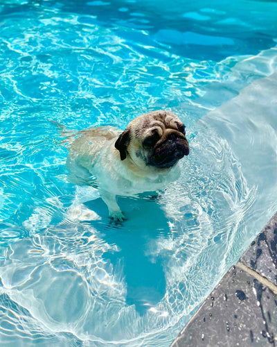 Pourquoi certains chiens aiment l'eau plus que d'autres ?