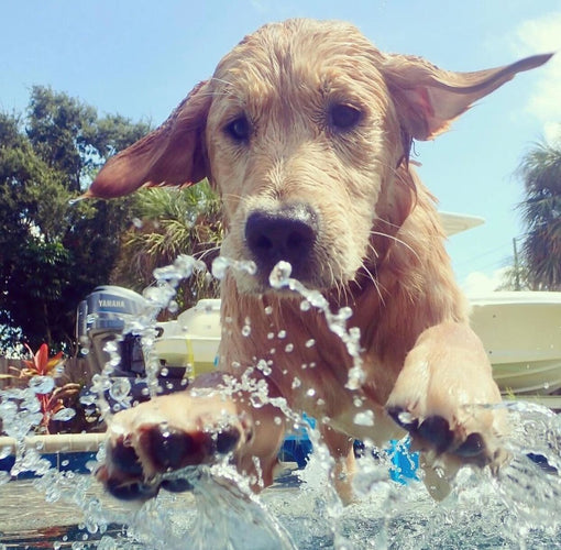 Top 10 des races de chiens qui adorent l'eau