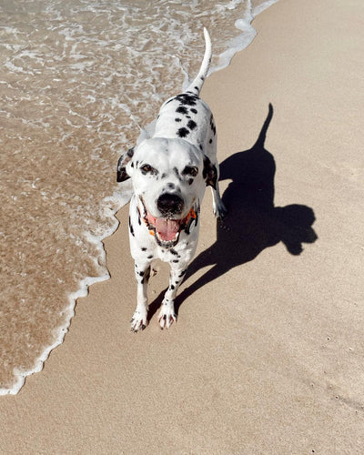 les précautions à prendre pour la santé de son chien quand il fait très chaud