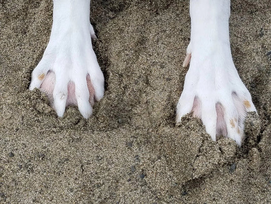 Les races de chiens à pattes palmées : des nageurs nés !