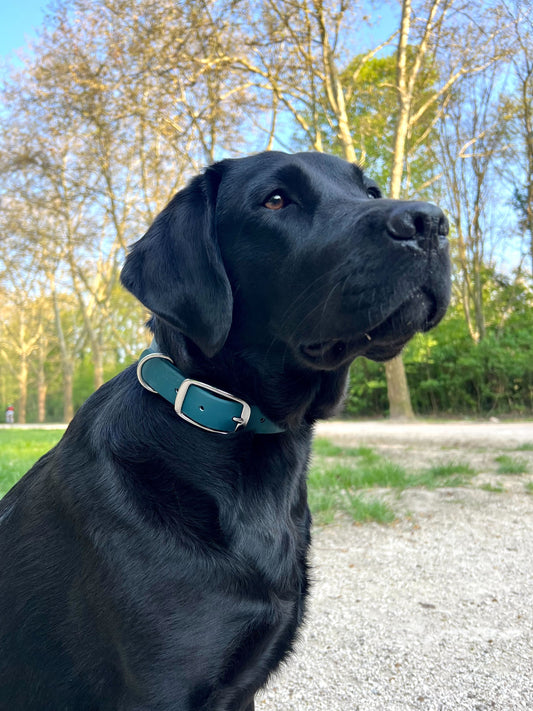 Comment bien choisir le collier de son chien ?