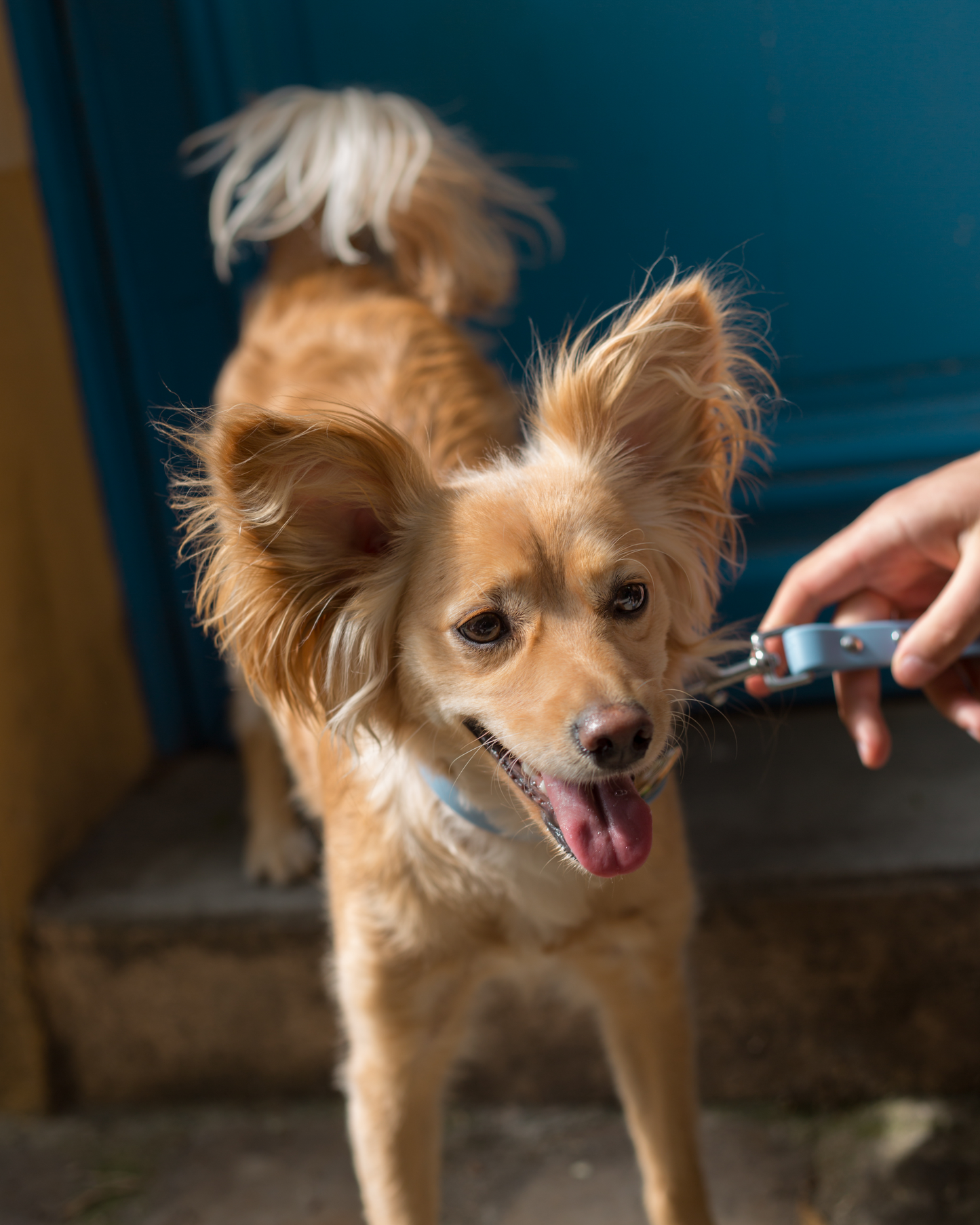 Laisse waterproof bleu Glacier