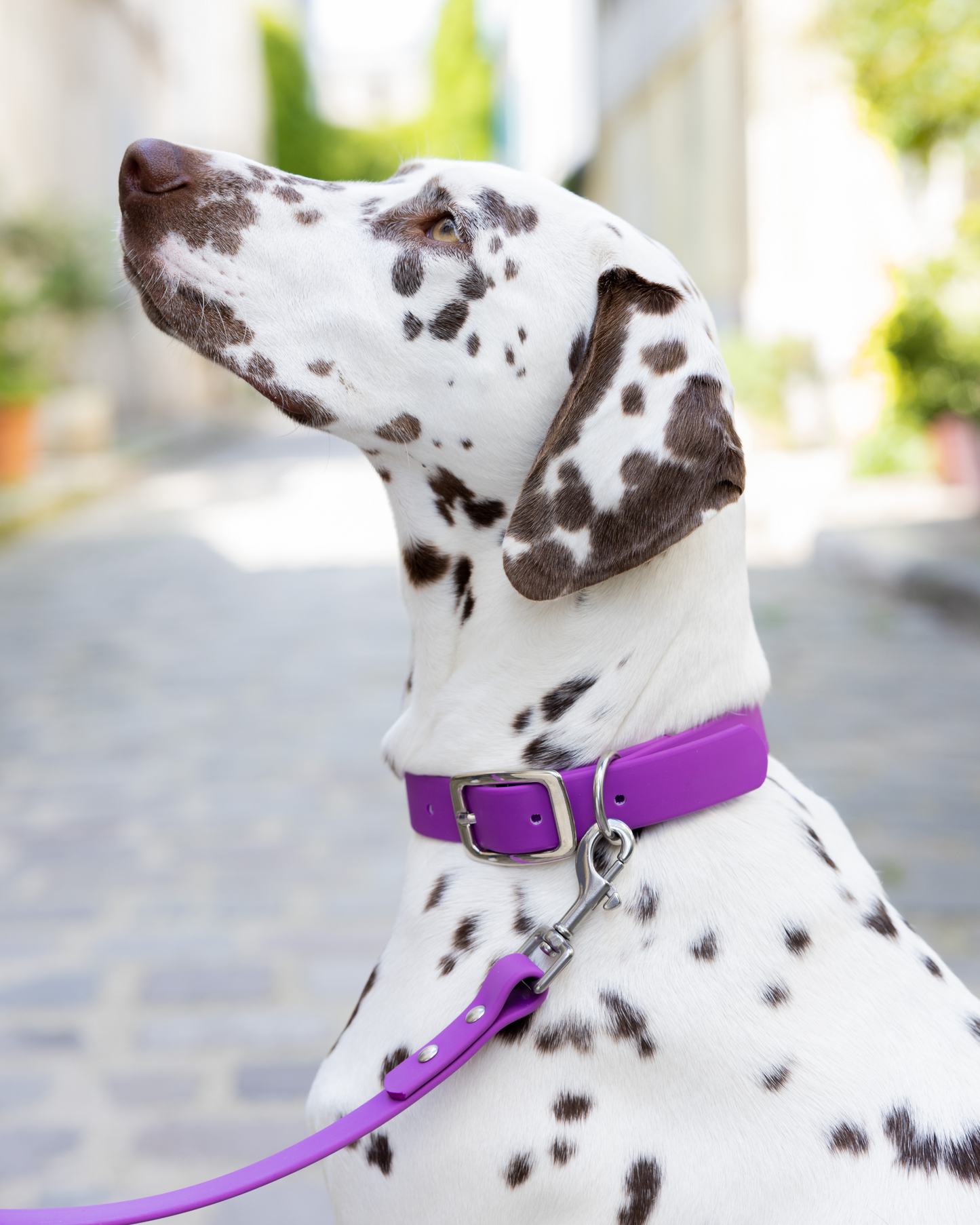 Collier waterproof violet Dahlia