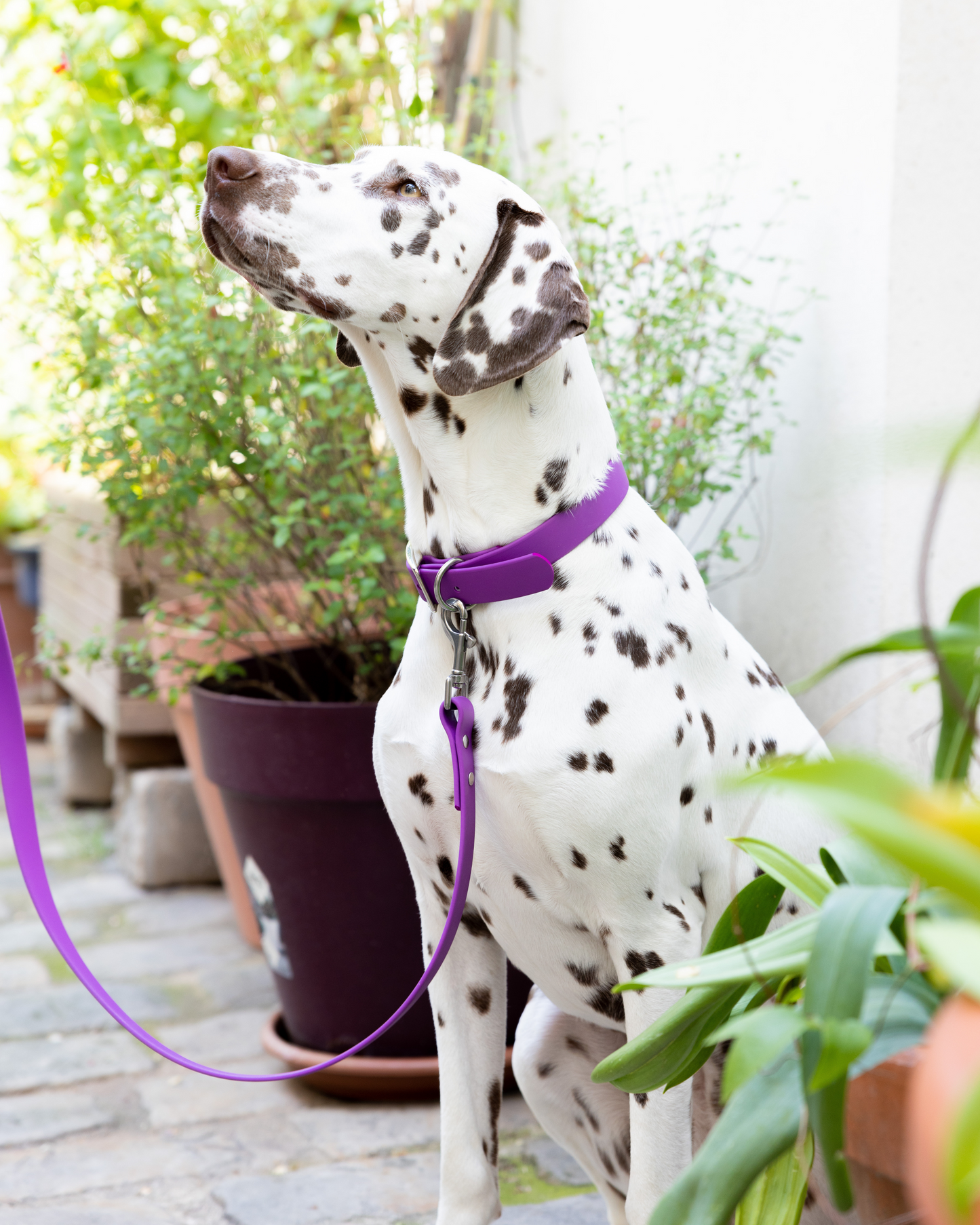 Laisse waterproof violet Dahlia