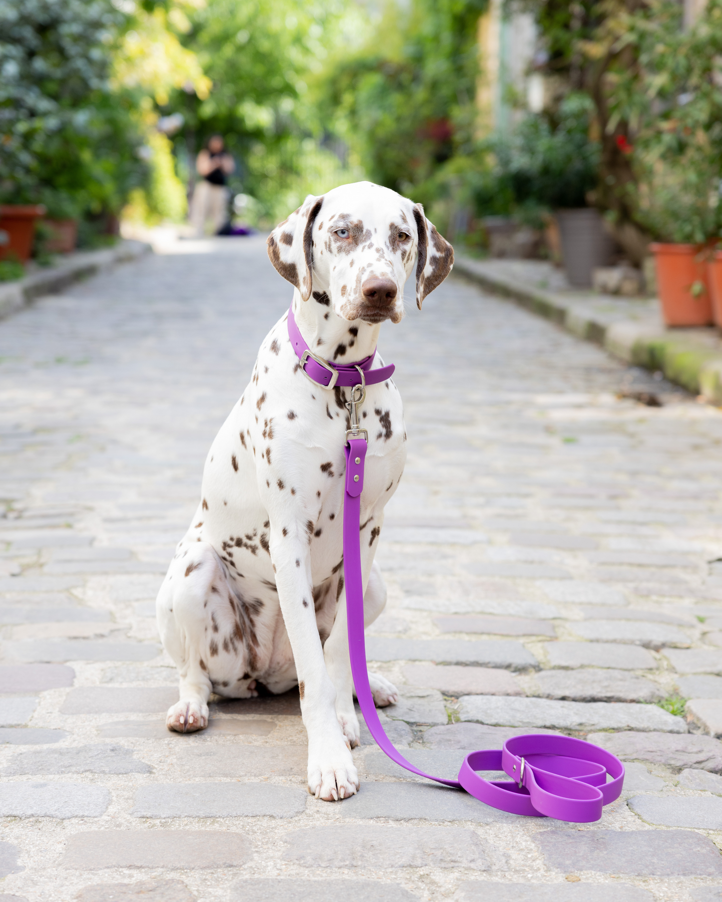 Laisse waterproof violet Dahlia