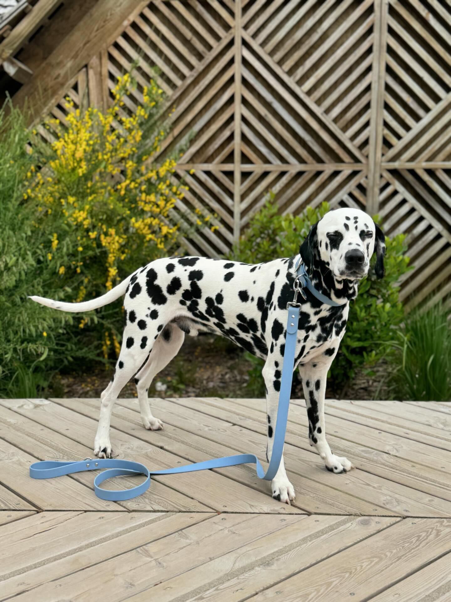 Collier waterproof bleu Glacier