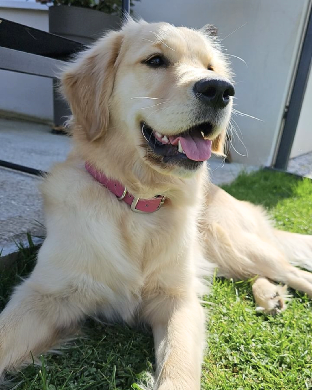 Collier waterproof rose Framboise