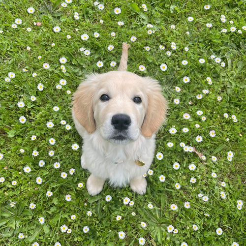 top 10 des prénoms pour chiens en V