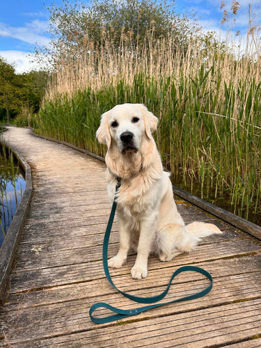 choisir un collier pour son chien