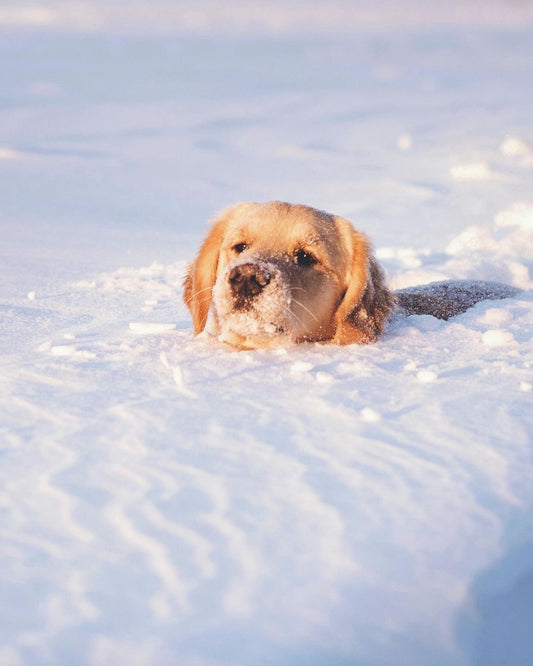 comment protéger son chien quand il fait très froid ?