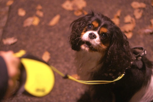 Laisse rétractable pour chiens : pour ou contre ?