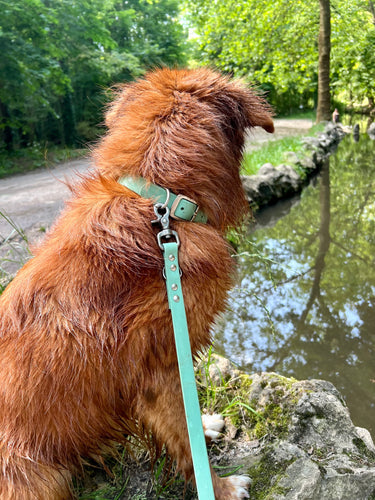 pourquoi choisir un collier ou une laisse imperméable pour son chien