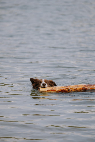 Mon chien peut-il se baigner l’hiver ?