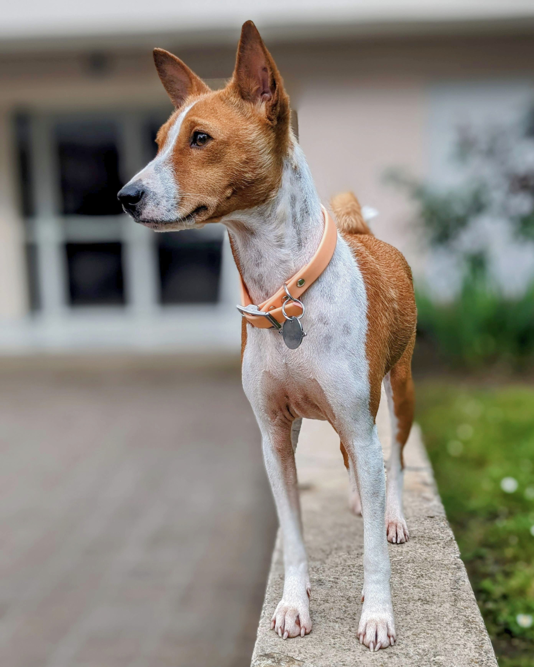 Collier waterproof orange Pêche