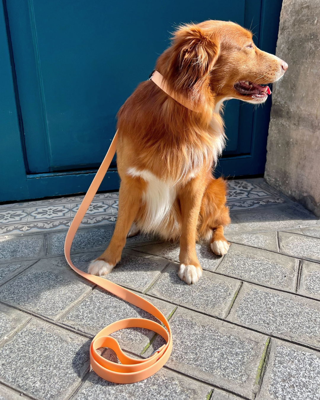 Collier waterproof orange Pêche